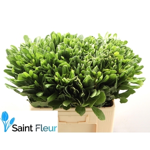 PITTOSPORUM ILAN 60 CM