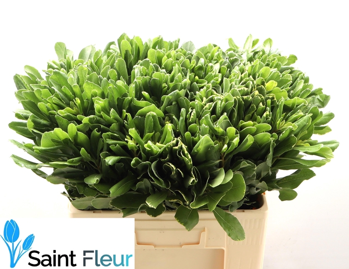<h4>PITTOSPORUM ILAN 60 CM</h4>