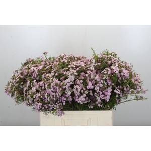 Chamelaucium Dancing Queen