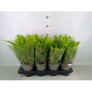 Nephrolepis exal. 'Green Moment'