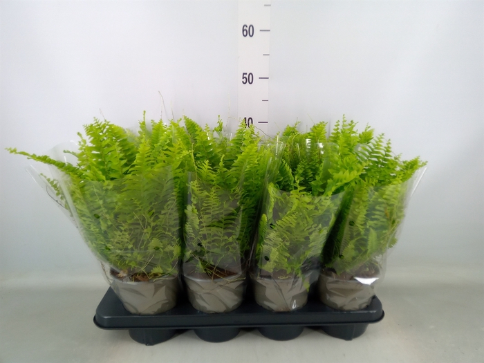 <h4>Nephrolepis exal. 'Green Moment'</h4>