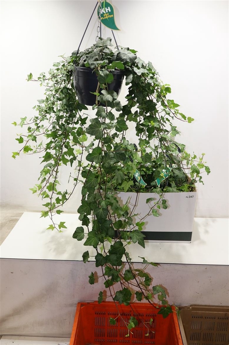 <h4>arr8 Hed He Wonder</h4>