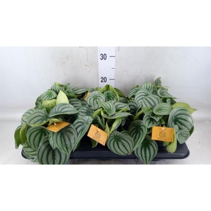 Peperomia argyreia