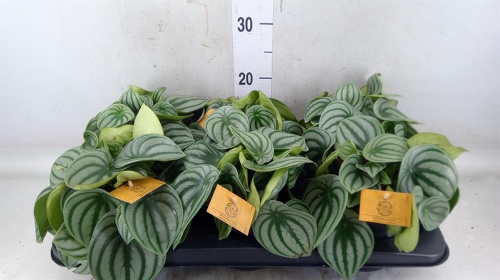 <h4>Peperomia argyreia</h4>