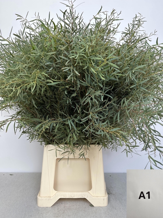 <h4>EUC NICHOLII PB</h4>