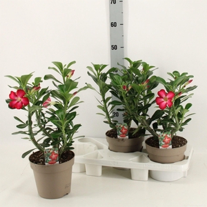 Adenium obesum 'Anouk'