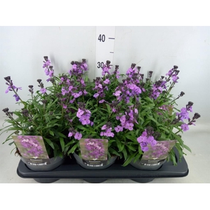 Erysimum linifolium 'Bowles Mauve'