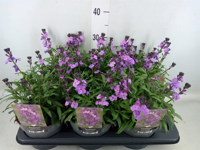 <h4>Erysimum linifolium 'Bowles Mauve'</h4>