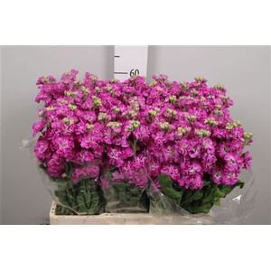 Matth Stox Deep Rose