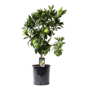 Citrus Acrobal Orange stem P22