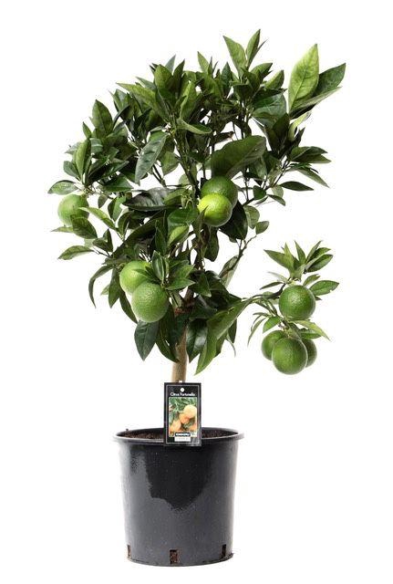 <h4>Citrus Acrobal Orange stem P22</h4>