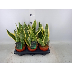 Sansevieria trifa. 'Futura Superba'