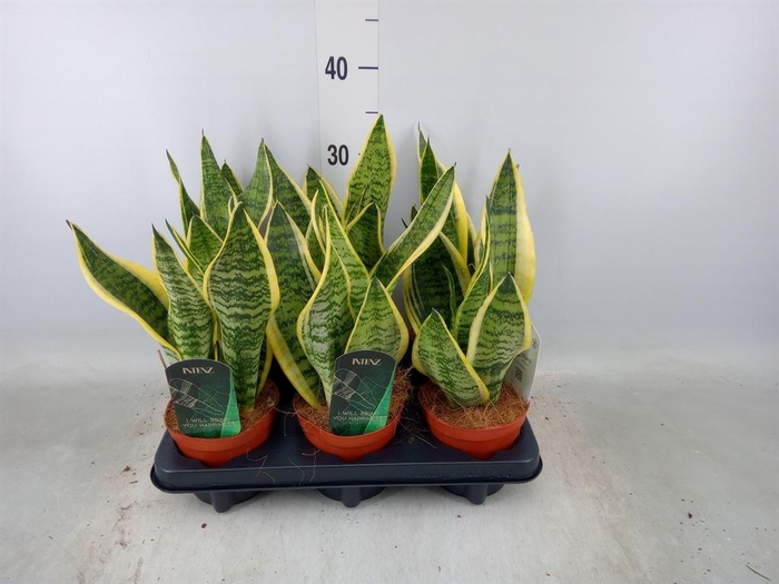 <h4>Sansevieria trifa. 'Futura Superba'</h4>