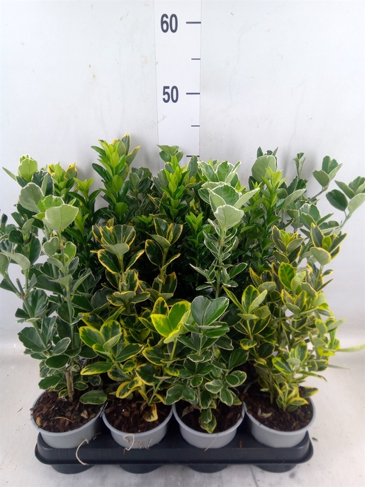 <h4>Euonymus japon.   ...mix</h4>