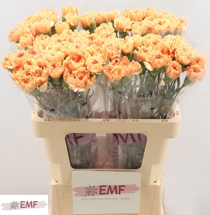 <h4>DI ST MANDARIN</h4>