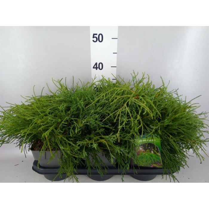 <h4>Chamaecyparis pis. 'Filifer Nana'</h4>