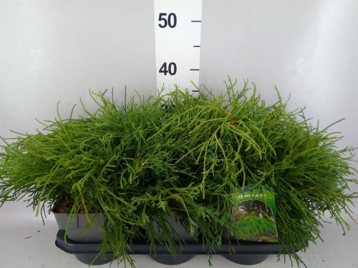 Chamaecyparis pis. 'Filifer Nana'