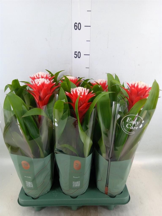 <h4>Guzmania  'Hope'</h4>