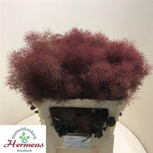 Cotinus C Mag Red Fountain
