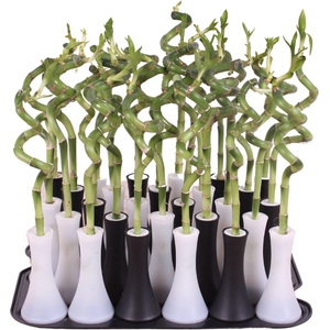 Lucky Bamboo Stem Spiral 30cm in Tube Vase Black/White