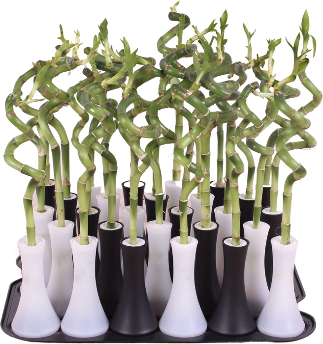 <h4>Lucky Bamboo Stem Spiral 30cm in Tube Vase Black/White</h4>