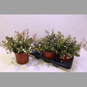 Abel Grandiflora