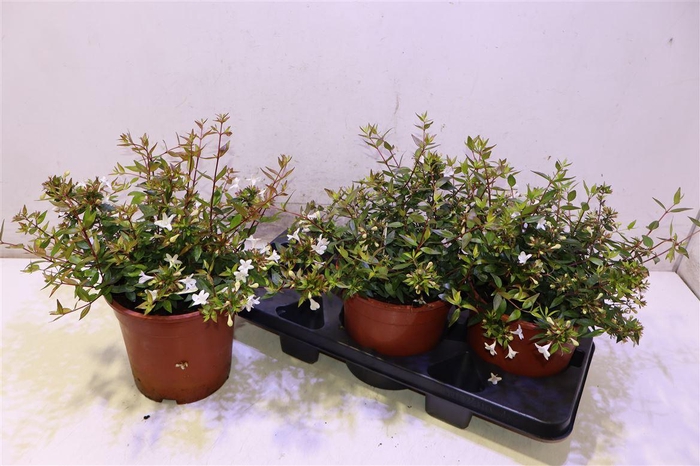 <h4>Abel Grandiflora</h4>