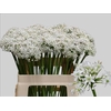 Allium Tuberosum