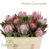 Protea Cynaroides