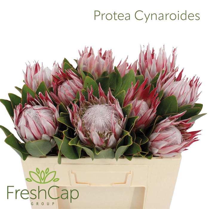 <h4>Protea Cynaroides</h4>