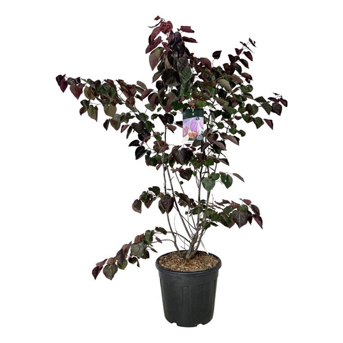 <h4>Cercis canadensis 'Forest Pansy'</h4>