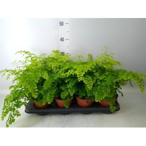 Adiantum raddi. 'Fragrans'