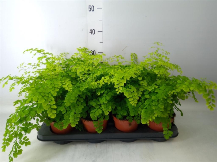 <h4>Adiantum raddi. 'Fragrans'</h4>