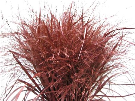 <h4>Panicum Warrior Bordeaux</h4>