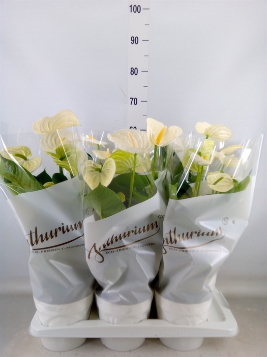 <h4>Anthurium andr. 'Alpine'</h4>