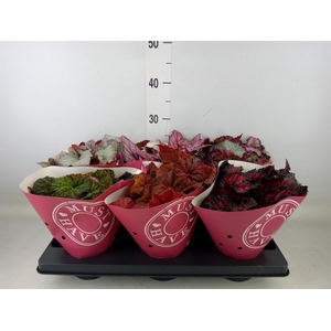 Begonia BD 'Beleaf'   ...mix