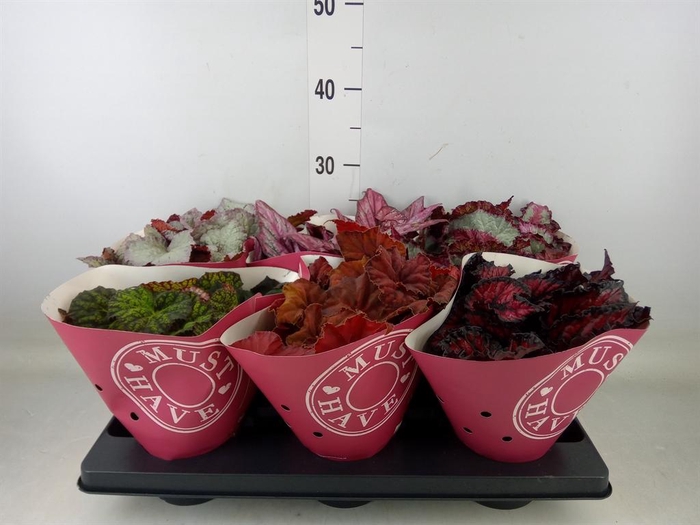 <h4>Begonia BD 'Beleaf'   ...mix</h4>