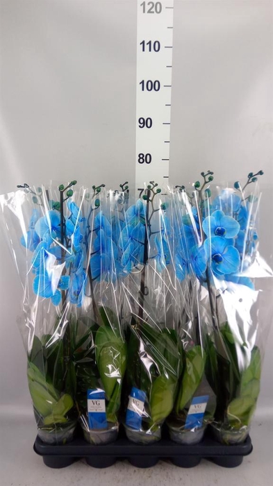 <h4>Phalaenopsis   ...</h4>