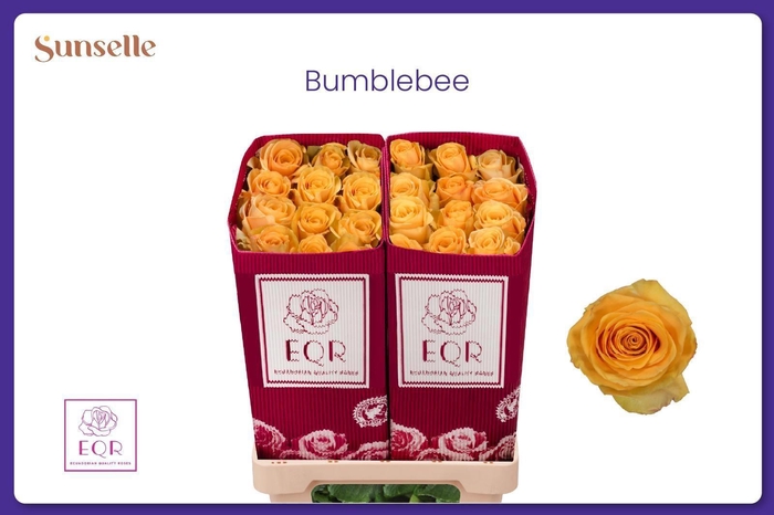 <h4>R GR BUMBLEBEE</h4>