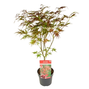 Acer palm. 'Pevé Dave' PREMIUM