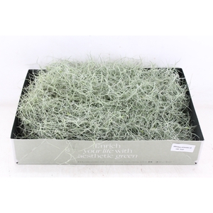 arr3 CP - Usneoides x6
