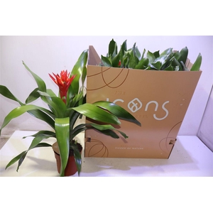 Aech Roz Elegant Red