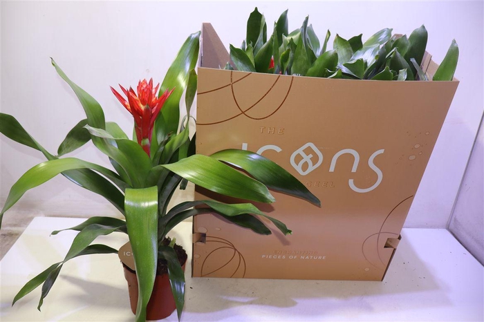 <h4>Aech Roz Elegant Red</h4>