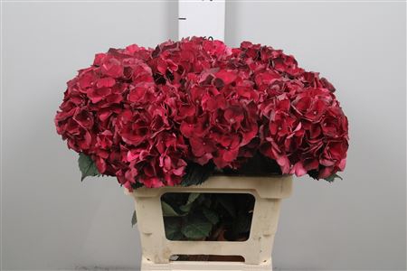 <h4>Hydr M Mag Dark Ruby</h4>