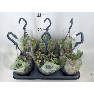 Ceropegia woodii ssp. woodii