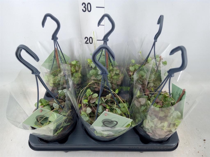 <h4>Ceropegia woodii ssp. woodii</h4>