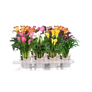 Zantedeschia gemengd SoHappyCalla mix met bruine gift potcover