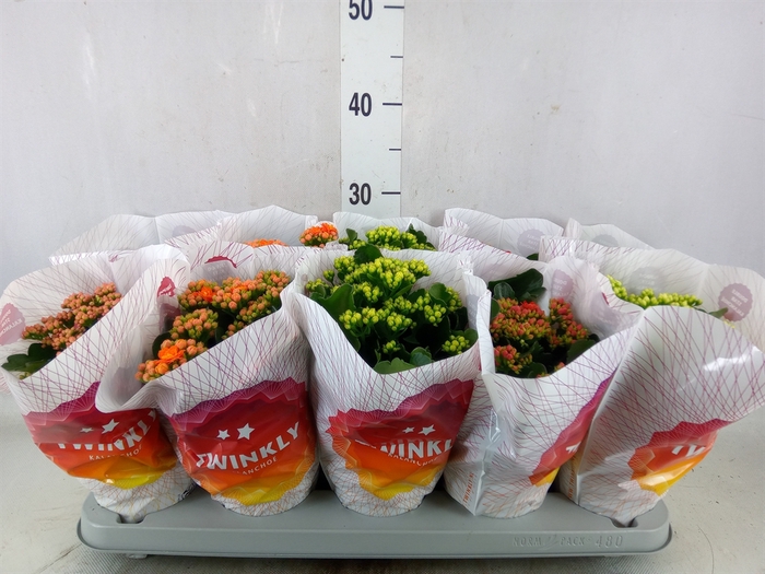 <h4>Kalanchoe blos. 'Perfecta'  ..mix 5</h4>