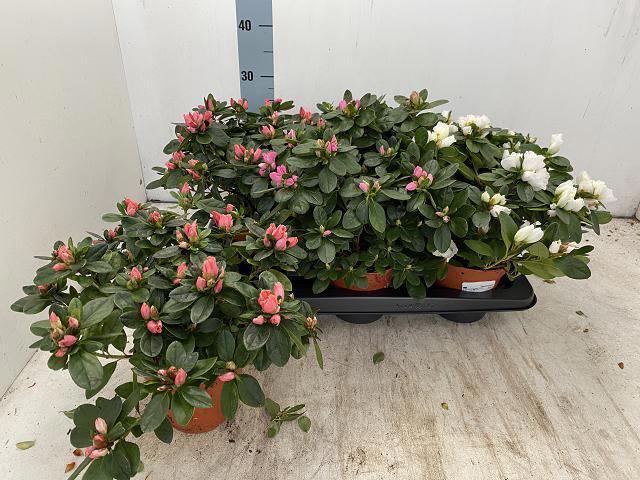 <h4>RHODO SI VOGEL GEM</h4>