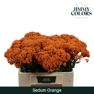 Sedum L55 Klbh. Oranje